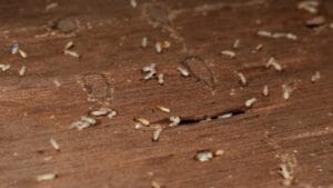 How to Get Rid of Wood Mites on a Deck? The Homeowner’s Complete Guide
